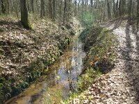 Lampetra planeri 6, Beekprik, habitat, NL, Gelderland, Ugchelen, Saxifraga-Frits Bink