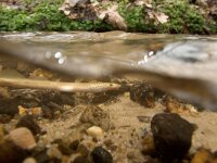 Lampetra planeri 7, Beekprik, Saxifraga-Jelmer Reyntjes : Lampetra planeri, beekprik