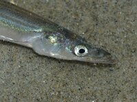 Ammodytes tobianus 2, Zandspiering, Saxifraga-Foto Fitis- Sytske Dijksen