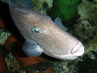 Balistes capriscus, Trigger Fish