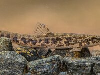 Stone loach on rocky river bottom  Stone loach (Barbatula barbatula) is a species of fresh water ray-finned fish in the Nemacheilidae family. Fish resting on rocky river bottom. : Netherlands, angling, animal, background, barbatula, barbatulus, barbel, barbus, beautiful, biology, catch, close, close-up, closeup, color, detail, ecology, europe, european, fauna, fish, fishing, food, france, fresh, freshwater, germany, head, hobby, italy, lake, light, loach, natural, nature, noemacheilus, pond, portrait, river, slovenia, stamp, stone, summer, uk, underwater, up, vintage, water, wild, wildlife