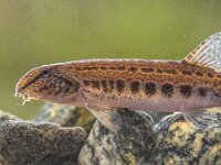 Spined loach in water  Spined loach (Cobitis taenia) is a freshwater fish in Europe. It is also known as spotted freshwater loach. It is found in oxygen rich water of rivers, brooks and still water. : Cobitidae, Cobitis, Cobitis taenia, animal, aquarium, aquatic, bottom, close-up, closeup, ecology, environment, europe, european, fauna, fish, fishing, food, fossil, fresh water, freshwater, freshwater fish, gravel, habitat, indicator, lake, loach, macro, native, natural, nature, photography, pond, portait, portrait, rare, river, species, spined loach, stone, swim, temperate, underwater, water, wild, wildlife