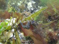 Hippocampus hippocampus