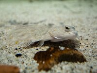 Limanda limanda 3, Schar, Saxifraga-Luc Hoogestein