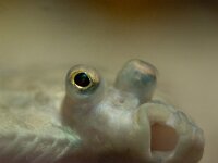 Limanda limanda 4, Schar, Saxifraga-Luc Hoogestein