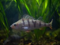 Perca fluviatilis 3, Baars, Saxifraga-Luc Hoogenstein : Baars