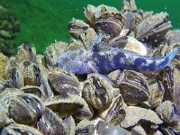 Proterorhinus semilunaris