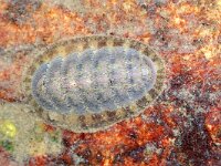 Lepidochitona cinerea