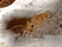 Dorypteryx longipennis E0557  Dorypteryx longipennis, stofluis Hardenberg in huis op 27 november 2013 Zeer zeldzaam : Naar Naturalis in 2013