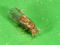Ectopsocus briggsi