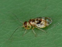 Graphopsocus cruciatus