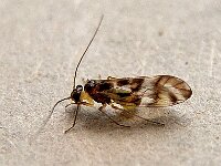 Graphopsocus cruciatus 2, Saxifraga-Ab H Baas