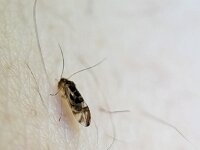 Graphopsocus cruciatus