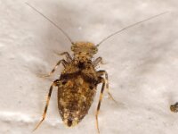 Pteroxanium kellogi