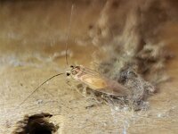 Stenopsocus immaculatus