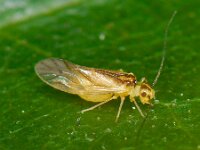 Valenzuela flavidus