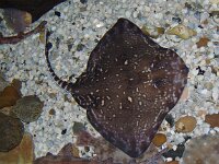 Raja clavata, Thornback ray