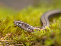 Slow worm creeping on moss  Slow Worm (Anguis fragilis) creeping on moss in a forest of Dolomites, Italy : anguis, animal, background, blind, blindworm, brown, closeup, common, creature, detail, dolomites, environment, europe, eye, fauna, fragilis, france, garden, germany, grass, green, habitat, head, herpetofauna, italian, italy, legless, lizard, lizard-like, macro, moss, natural, nature, nobody, outdoor, portrait, reptile, reptilian, slow, slow-worm, slowworm, snake, spring, wild, wildlife, worm, young