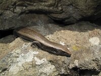 Chalcides viridianus