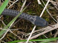 Coronella austriaca 50, Gladde slang, juv, Saxifraga-Hans Dekker