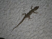 Cyrtodactylus kotschyi 4, Saxifraga-Dirk Hilbers