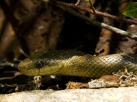 Elaphe longissima 5, Saxifraga-Jan van der Straaten