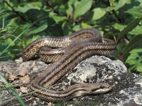 Elaphe quatrolineata, Four-lined Snake