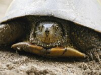 Emys orbicularis 12, Europese moerasschildpad, Saxifraga-Tom Heijnen