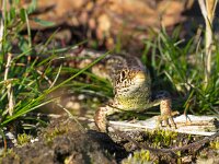 Sand lizard portrait wide  Sand lizard portrait wide : Lacerta agilis, Veluwe, agilis, animal, brown, camouflage, claw, close, close up, closeup, contact, crawl, creepy, dinosaur, dragon, eye, face, fauna, ground, habitat, hagedis, head, head-shot, hot, lacerta, lizard, look, morning, nature, one, outdoors, pattern, paw, pet, portrait, reptiel, reptile, reptilia, reptilian, resting, sand, single, skin, small, sunbath, terrestrial, texture, wild, wildlife, zandhagedis