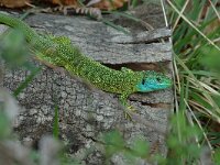 Lacerta bilineata 4, Westelijke smaragdhagedis, male, Saxifraga-Jan van der Straaten