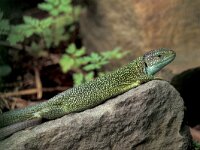Lacerta bilineata 9, Westelijke smaragdhagedis, male, Saxifraga-Edo van Uchelen