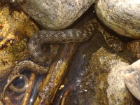 Natrix maura 10, Saxifraga-Kees Marijnissen