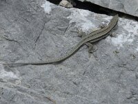 Podarcis hispanica 5, Spaanse muurhagedis, Saxifraga-Willem van Kruijsbergen