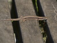 Podarcis muralis 110, Muurhagedis, Saxifraga-Willem van Kruijsbergen