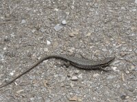 Podarcis muralis 97, Muurhagedis, Saxifraga-Willem van Kruijsbergen