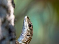 Italian Wall Lizard (Podarci siculus) in a tree  A medium-sized lizard with a long slender body with a large deep head, muscular limbs, and a tail up to twice the length of the body. : animal, attitude, background, beautiful, brown, bush, climb, closeup, colorful, common, curious, cute, environment, europe, fauna, green, grey, image, inquisitive, italian, italy, lizard, muralis, natural, nature, nosey, peek, peeking, plant, podarci, pose, predator, reptile, sauria, scales, sicily, sicula, siculus, skin, smile, spooky, stone, summer, sun, tree, tuscany, wall, wild, wildlife