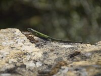 Podarcis vaucheri 3, Moorse muurhagedis, Saxifraga-Theo Verstrael