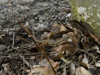 Psammodromus algirus 13, Algerijnse zandloper, Saxifraga-Jan van der Straaten