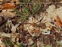 Psammodromus algirus 34, Algerijnse zandloper, Saxifraga-Ed Stikvoort