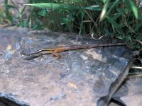 Psammodromus algirus 39, Algerijnse zandloper, Saxifraga-Jan van der Straaten