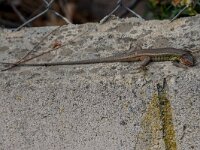 Psammodromus algirus 42, Algerijnse zandloper, adult male, Saxifraga-Theo Verstrael