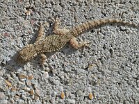 Tarentola mauritanica 13, Muurgekko, Saxifraga-Tom Heijnen