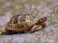 Moving Adult Spur-thighed tortoise  Firmly walking Spur-thighed tortoise or Greek tortoise (Testudo graeca) on gravel and vegetation. This is one of five species of Mediterranean tortoise placed in the genus testudo : africa, animal, asia, background, carapace, close, close-up, closeup, environment, europe, european, fauna, graeca, greece, greek, green, habitat, head, herbivore, herbivorous, ibera, lesbos, longevity, mediterranean, natural, nature, old, outdoor, pet, protective, relax, reptile, reptilia, shell, slow, slowly, solid, speed, spur, spur-thighed, terrestrial, testudo, thighed, threatened, tortoise, turtle, turtoise, up, wild, wildlife