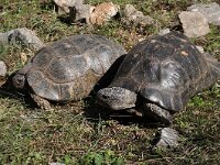 Testudo marginata 5, Saxifraga-Harry Jans