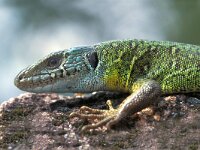 Timon lepidus 10, Parelhagedis, Saxifraga-Edo van Uchelen