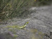 Timon lepidus 18, Parelhagedis, Saxifraga-Bruno Cataldo