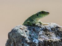 Timon lepidus 23, Parelhagedis, adult male, Saxifraga-Theo Verstrael