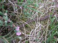 Vipera berus 40, Adder, Saxifraga-Rudmer Zwerver