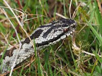 Vipera berus 88, Adder, Saxifraga-Hans Dekker