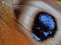 Aglais io 56, Dagpauwoog, Saxifraga-Ab H. Baas